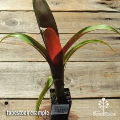 Alcantarea Imperialis Rubra - Bromeliad -Plant Collection Sales Shop apo alcantarea rubra tubestock top