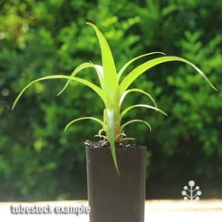 Alcantarea Imperialis Rubra - Bromeliad -Plant Collection Sales Shop apo alcantarea tubestock
