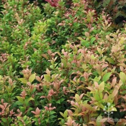 Acmena Allyn Magic -Plant Collection Sales Shop apo allyn magic green pink phase