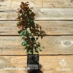 Acmena Allyn Magic -Plant Collection Sales Shop apo allyn magic tubestock