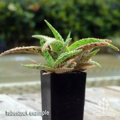 Aloe Pink Blush - Succulent -Plant Collection Sales Shop apo aloe pink blush 1