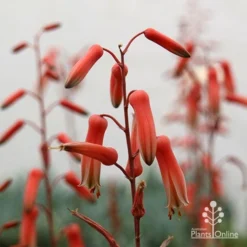 Aloe Pink Blush - Succulent -Plant Collection Sales Shop apo aloe pink blush flowers