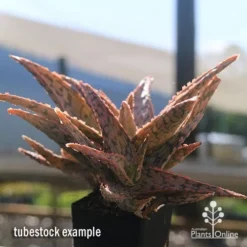 Aloe Pink Blush - Succulent -Plant Collection Sales Shop apo aloe pink blush in winter
