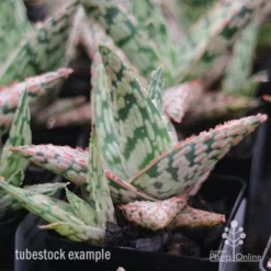 Aloe Pink Blush - Succulent -Plant Collection Sales Shop apo aloe pink blush tubestock