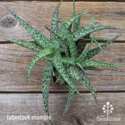 Aloe Quicksilver - Succulent -Plant Collection Sales Shop apo aloe quicksilver green top
