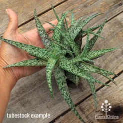 Aloe Quicksilver - Succulent -Plant Collection Sales Shop apo aloe quicksilver supersize