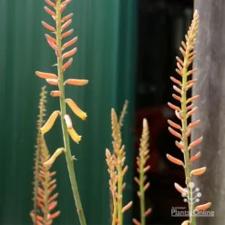 Aloe Vera - Succulent -Plant Collection Sales Shop apo aloe vera buds