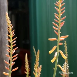 Aloe Vera - Succulent -Plant Collection Sales Shop apo aloe vera buds2