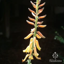 Aloe Vera - Succulent -Plant Collection Sales Shop apo aloe vera flower sun