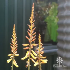 Aloe Vera - Succulent -Plant Collection Sales Shop apo aloe vera flowers winter