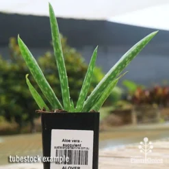 Aloe Vera - Succulent -Plant Collection Sales Shop apo aloe vera tubestock