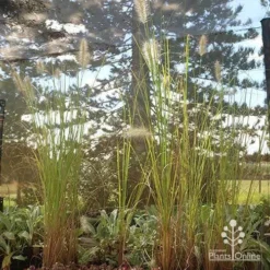 Pennisetum Alopecuroides - Swamp Fountain Grass -Plant Collection Sales Shop apo alopecuroides in nuery