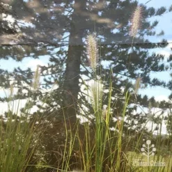Pennisetum Alopecuroides - Swamp Fountain Grass -Plant Collection Sales Shop apo alopecuroides in nursery2