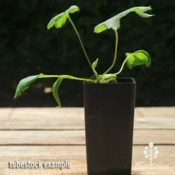 Anemone Fall In Love Sweetly- Japanese Anemone -Plant Collection Sales Shop apo anemone fall in love tubestock