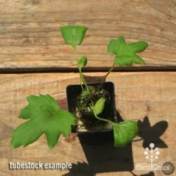 Anemone Fall In Love Sweetly- Japanese Anemone -Plant Collection Sales Shop apo anemone fall in love tubestock top