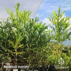 Grevillea Baileyana - Brown Silky Oak -Plant Collection Sales Shop apo april baileyana