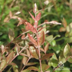 Austromyrtus Blush - Pink Midgem Berry -Plant Collection Sales Shop apo austromyrtus blush foliage