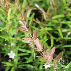 Austromyrtus Blush - Pink Midgem Berry -Plant Collection Sales Shop apo austromyrtus blush leaf colour