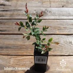 Austromyrtus Blush - Pink Midgem Berry -Plant Collection Sales Shop apo austromyrtus blush tubestock