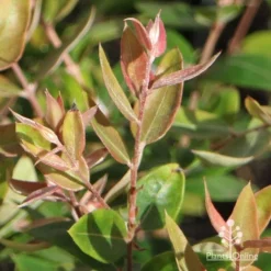 Austromyrtus Blush - Pink Midgem Berry -Plant Collection Sales Shop apo austromyrtus blush winter colour