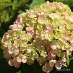 Hydrangea Ayesha 18 Hydrangea Ayesha -Plant Collection Sales Shop apo ayesha hydrangea buds