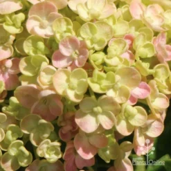 Hydrangea Ayesha 19 Hydrangea Ayesha -Plant Collection Sales Shop apo ayesha hydrangea buds close