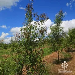 Backhousia Anisata - Aniseed Myrtle 14 Backhousia Anisata - Aniseed Myrtle -Plant Collection Sales Shop apo backhousia anisata habit