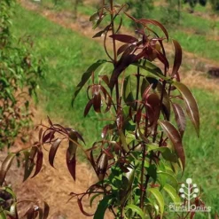 Backhousia Anisata - Aniseed Myrtle 13 Backhousia Anisata - Aniseed Myrtle -Plant Collection Sales Shop apo backhousia anisata leaf colour