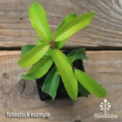 Backhousia Anisata - Aniseed Myrtle 19 Backhousia Anisata - Aniseed Myrtle -Plant Collection Sales Shop apo backhousia anisata tubestock top