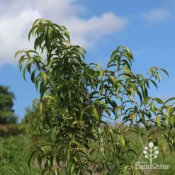 Backhousia Anisata - Aniseed Myrtle 17 Backhousia Anisata - Aniseed Myrtle -Plant Collection Sales Shop apo backhousia anisata young