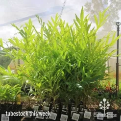 Grevillea Baileyana - Brown Silky Oak -Plant Collection Sales Shop apo baileyana big