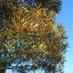 Grevillea Baileyana - Brown Silky Oak -Plant Collection Sales Shop apo baileyana gold foliage