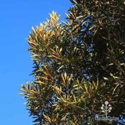 Grevillea Baileyana - Brown Silky Oak -Plant Collection Sales Shop apo baileyana gold leaf