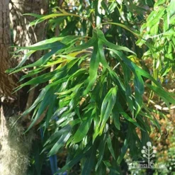 Grevillea Baileyana - Brown Silky Oak -Plant Collection Sales Shop apo baileyana green foliage