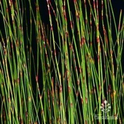 Baloskion - Tassel Cord Rush -Plant Collection Sales Shop apo baloskion banding