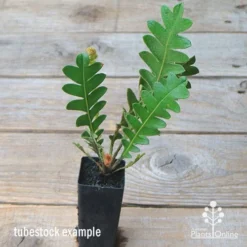 Plant Collection Sales Shop -Plant Collection Sales Shop apo banksia blechnifolia