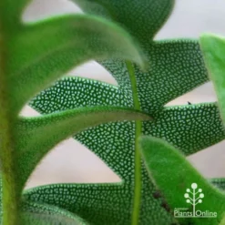 Banksia Blechnifolia 16 Banksia Blechnifolia -Plant Collection Sales Shop apo banksia blechnifolia under leaf