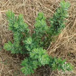 Callistemon Better John -Plant Collection Sales Shop apo better john above