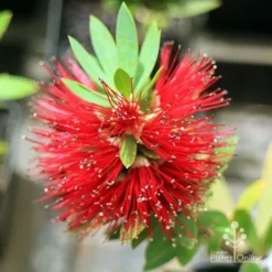 Callistemon Better John -Plant Collection Sales Shop apo better john callistemon flower