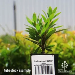 Callistemon Better John -Plant Collection Sales Shop apo better john tubestock