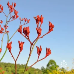 Anigozanthos Big Red - Kangaroo Paw -Plant Collection Sales Shop apo big red at farm