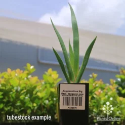 Anigozanthos Big Red - Kangaroo Paw -Plant Collection Sales Shop apo big red kangaroo paw tubestock