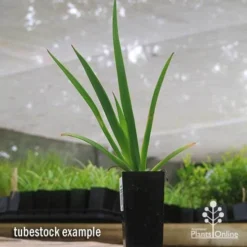 Anigozanthos Big Red - Kangaroo Paw -Plant Collection Sales Shop apo big red tubestock