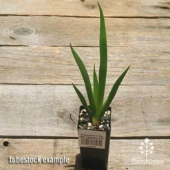 Anigozanthos Big Red - Kangaroo Paw -Plant Collection Sales Shop apo big red tubestock 1