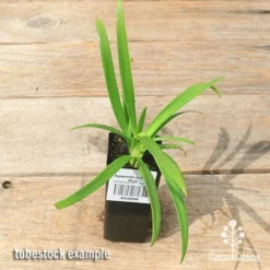 Agapanthus Bingo Blue -Plant Collection Sales Shop apo bingo blue agapanthus tubestock top