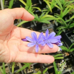 Agapanthus Bingo Blue -Plant Collection Sales Shop apo bingo blue floret size