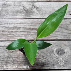 Strelitzia Reginae - Bird Of Paradise -Plant Collection Sales Shop apo bird of paradise tubestock top