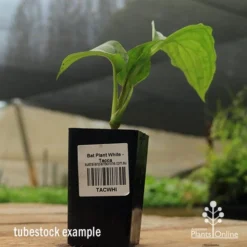 Bat Plant - Tacca 13 Bat Plant - Tacca -Plant Collection Sales Shop apo black bat tacca tubestock