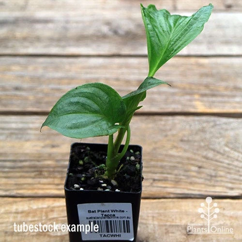 Bat Plant - Tacca 2 Bat Plant - Tacca - Image 2
