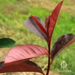 Photinia Black Jack -Plant Collection Sales Shop apo black jack photinia